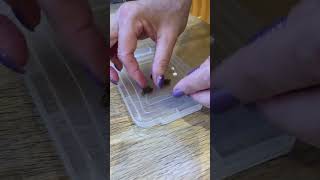 Preparing Tablets in Easypill Giver Cat Pill Putty for Cat with Hyperthroidism.