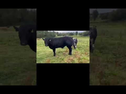 Bull - Image 2