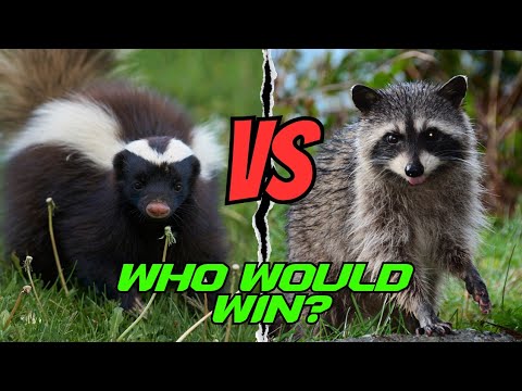 Skunk vs. Raccoon: Who Would Win in a Fight?
