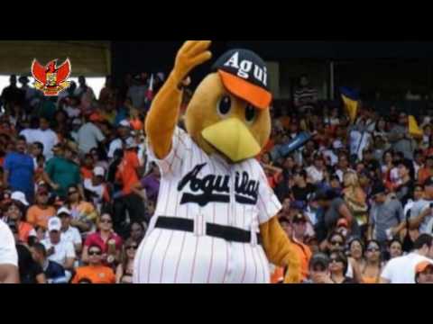 GAITA ASÍ LE GUSTA AL ZULIANO CHICHILO CARDENALES DEL EXITO