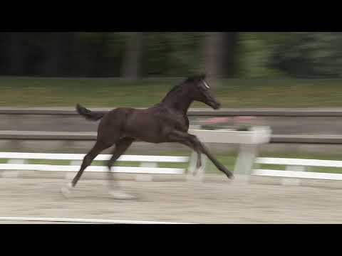 Stutfohlen Fürst Samarant