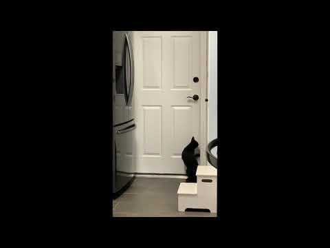 TOP  CAT VIDEO Opening a Door by himself is truly impressive