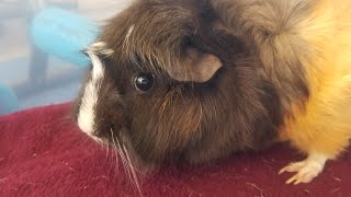 Nebulizer For A Guinea Pig - How To Set Up and Use