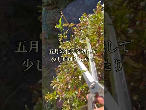 成長が早く、葉を落として視界から隠れない木  庭園