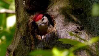 preview picture of video 'Great Spotted Woodpecker or Greater Spotted Woodpecker [Juvenile] (Dendrocopos major) - 2'