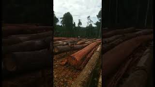 Download lagu Kerja-kerja kupas kayu di kem mp3 Download lagu Kerja-kerja kupas kayu di kem mp3