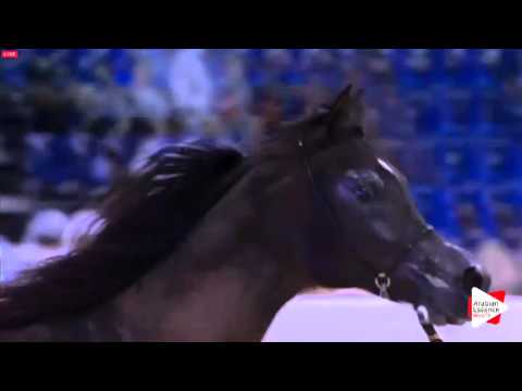 N.182 ASSAHIR - Dubai 2016 - Colts 2 years old (Class 10)