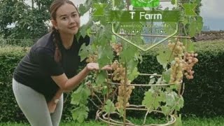 Download lagu DETIK-DETIK EKSPRESI AURA KASIH LIAT TABULAMPOT ANGGUR mp3 Download lagu DETIK-DETIK EKSPRESI AURA KASIH LIAT TABULAMPOT ANGGUR mp3