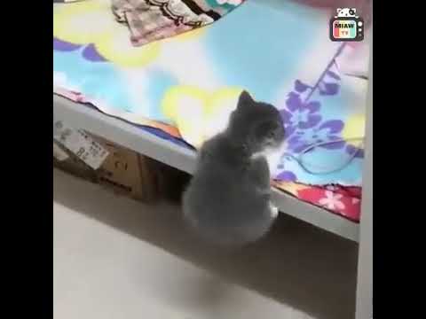 Very funny cute cats 🐈🤣🤣2020