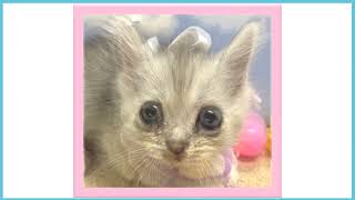 ペットショップCOO&RIKU No00705012(ミヌエット)