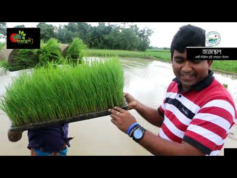 রাইস ট্রান্সপ্লান্টার(Rice Trans-planter)- ধানের চারা রোপন যন্ত্র- শ্রমিক সংকটে অপরিহার্য