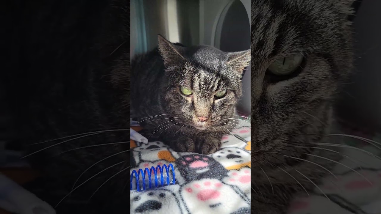 Enlarge Garfield, a Adoptable Domestic Short Hair in Nashville, IN video 4/4