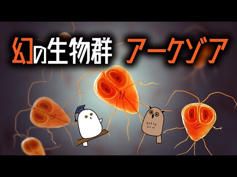アルファロ クルトラトゥスについて詳しく解説