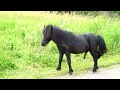 Pony Horse Big Penis