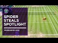 Spider Steals Wimbledon Spotlight | Wimbledon 2022