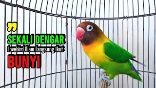 Download lagu Sekali Dengar Langsung ikut Ngekek, Lovebird Gacor Ngekek Panjang PINTAR Memancing Lovebird BUNYI mp3 Download lagu Sekali Dengar Langsung ikut Ngekek, Lovebird Gacor Ngekek Panjang PINTAR Memancing Lovebird BUNYI mp3