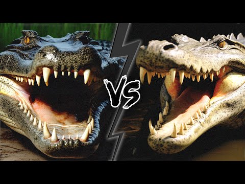 Fight: ALLIGATOR vs CROCODILE [ Who would WIN? ]