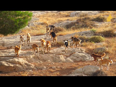 PERROS SALVAJES EL PROBLEMA ESCONDIDO