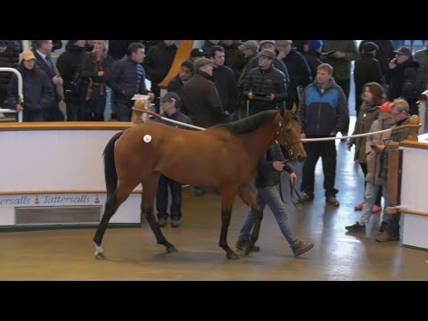 Believing, Hotazhell, Vandeek, Cachet & Native Trail - Tattersalls Craven Breeze Up Sale