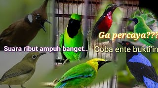 Download lagu SUARA PIKAT RIBUT AMPUH BANGET...ga percaya??...Coba ente buktikan.. mp3 Download lagu SUARA PIKAT RIBUT AMPUH BANGET...ga percaya??...Coba ente buktikan.. mp3