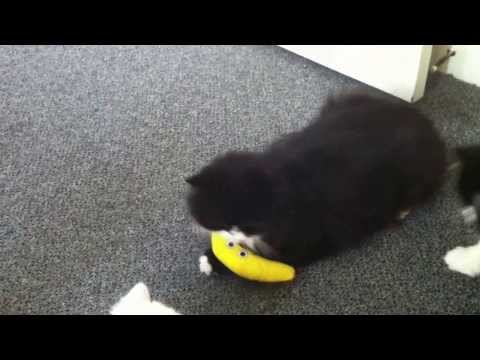 Momma Won't Share Her Catnip