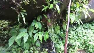 preview picture of video 'Penstock leakage in Malabar Hydropower Station, West Java, Indonesia'