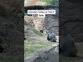 INSANE GORILLA FIGHT