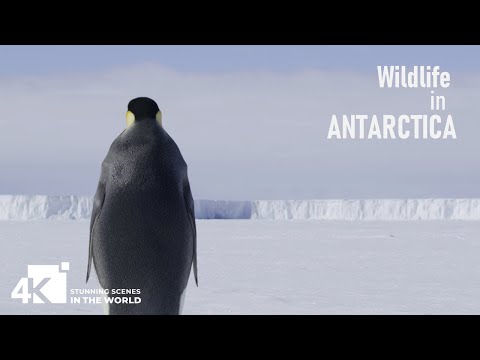 [4K VIDEO] Penguins' Wildlife, ANTARCTICA_UHD DEMO