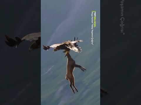 Keçiyi Avlayan Kartal