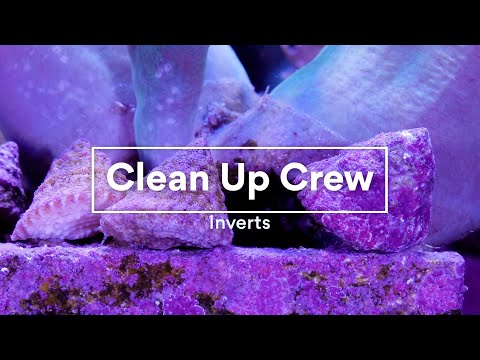 Clean Up Crew