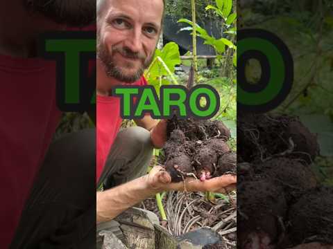 TARO Root HARVESTING and Cooking - Tropical Food Forest Homestead