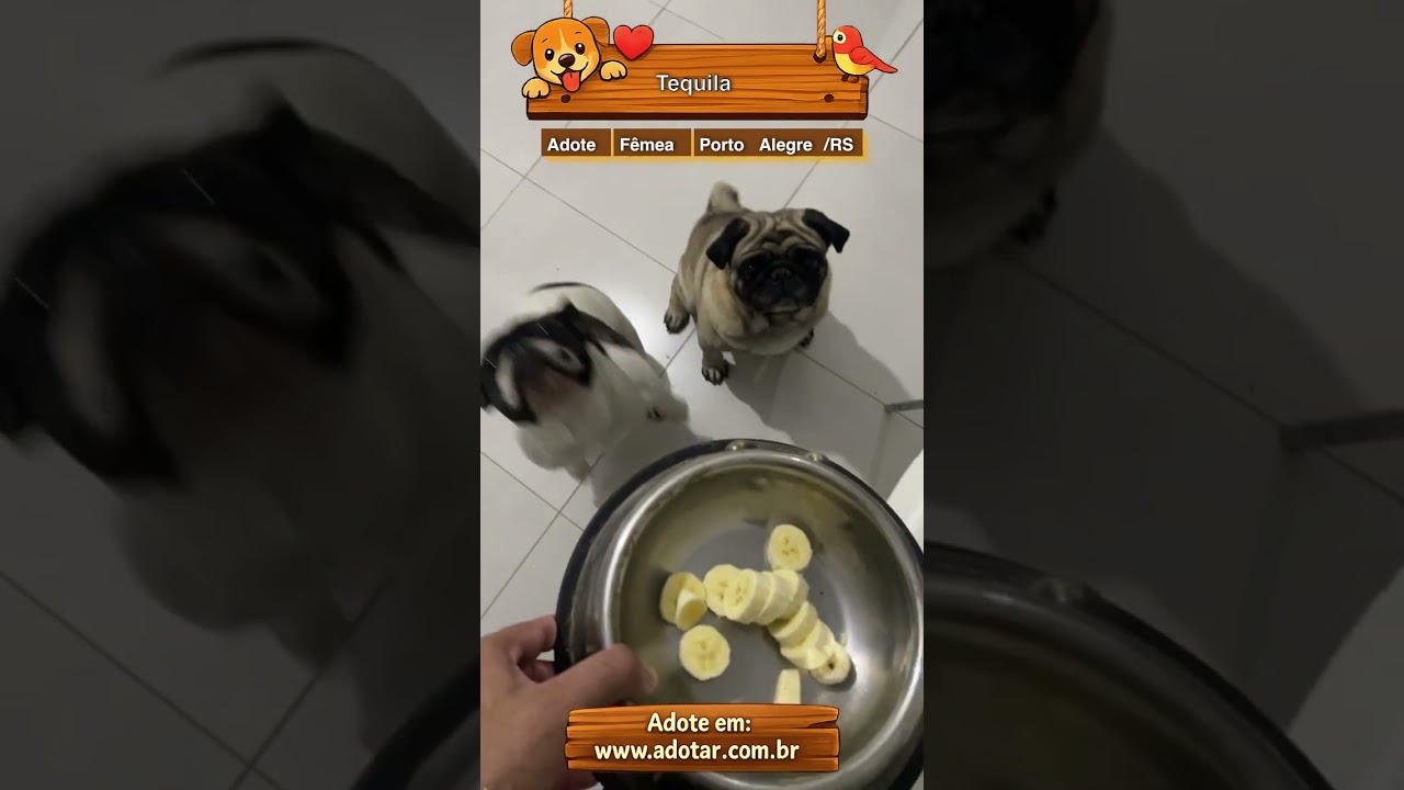 Cachorro raça Maltês idade 3 anos nome Tequila