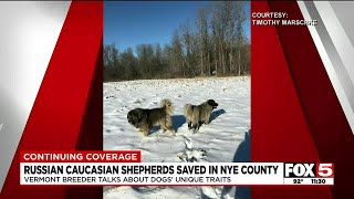 Russian Caucasian Shepard dogs rescued in animal cruelty case in Nye County