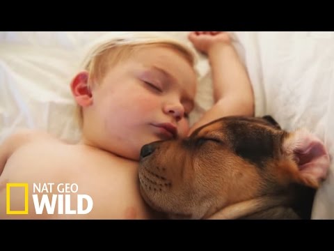 Une émouvante relation entre un chien et un enfant - Drôles d'amis