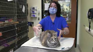 Monitoring Feline Respiratory Rate and Distress at Home