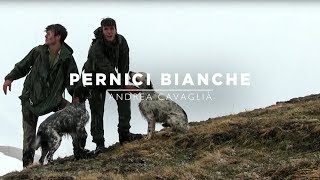 Setter en montaña