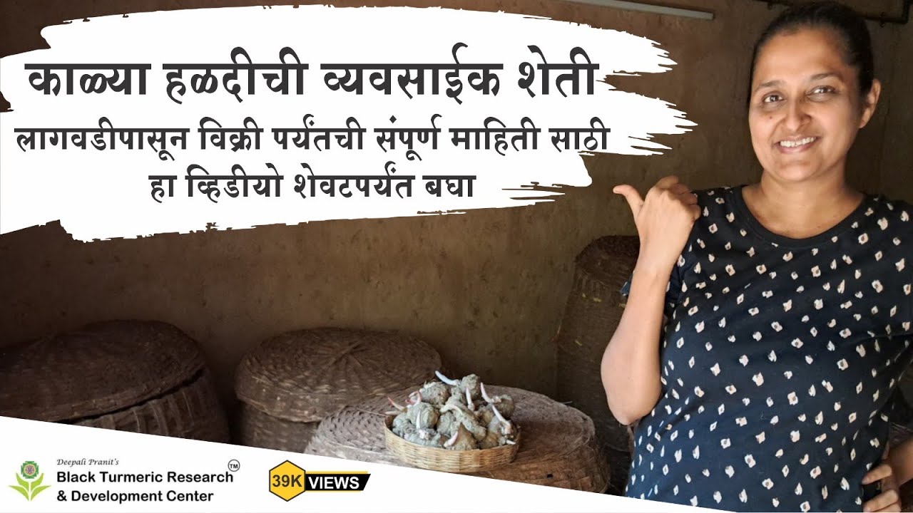 Black Turmeric Commercial Farming / काळ्या हळदीची व्यावसायिक शेती