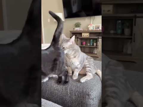 Cat Loves To Eat Out - But Hates Spicy Foods (MUST WATCH)!