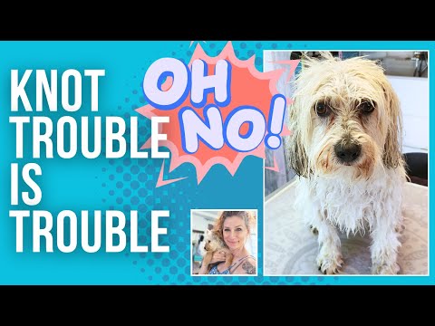 How to scissor a matted coat on a coton de tulear