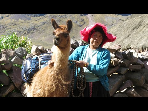 Help 85+ llama farmers in Peru access fair work