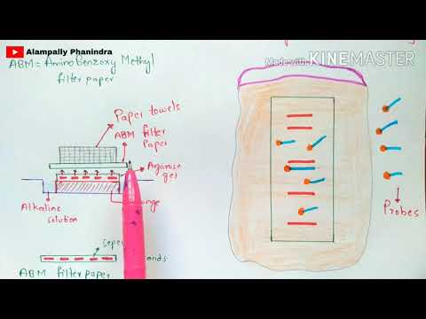 Bt cotton production Bacillus thuringiensis Action of Bt toxin Advantages Cry gene