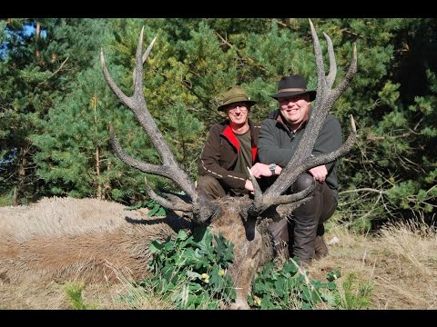 Hirsch beim Angehen erlegt - Teil 1