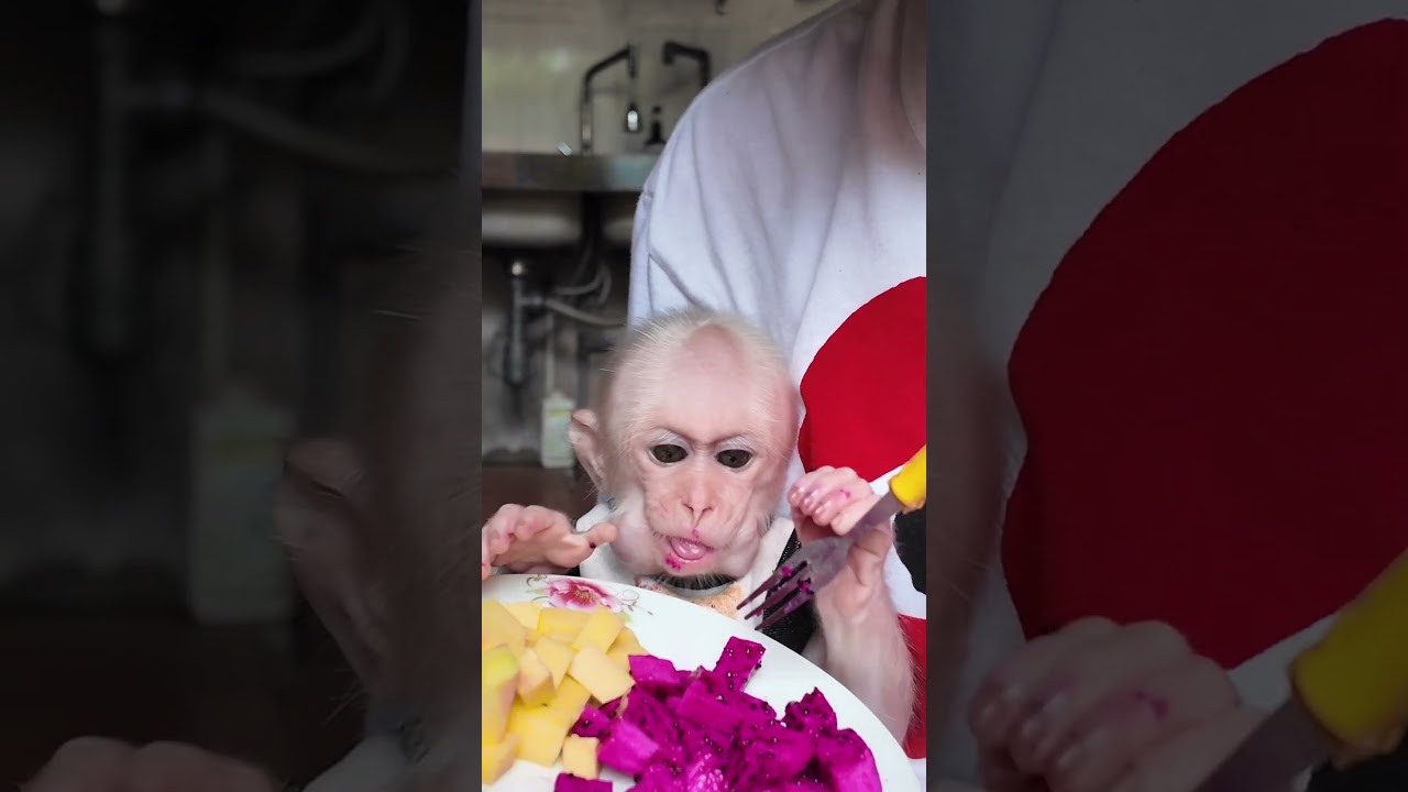 美味しい😋😍🙈🐵🐒#monkey #monkeys #monkeydluffy #monkeyvideo #monkeylove #usa #cute #baby #babymonkey
