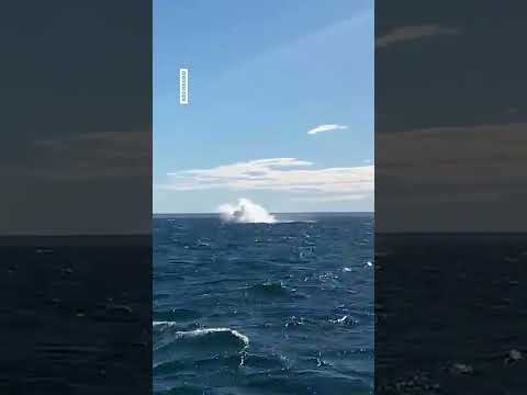 🐋 Puerto Madryn son cordobeses, iban en lancha, apareció la ballena y mirá cómo reaccionaron