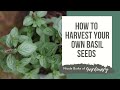 How to Harvest Your Own Basil Seeds