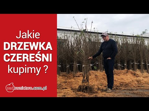 Jakie DRZEWKA CZEREŚNI kupimy w szkółce - prezentacja i porównanie odmian - Grzegorz Sękowski