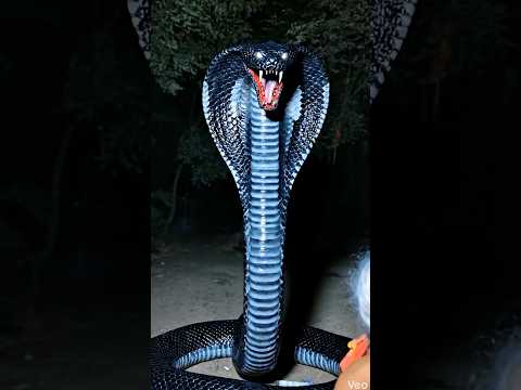 घूकरी नाग है 🐍 😱 #naag #school #ghukri #aryansir #shorts #babyshorts