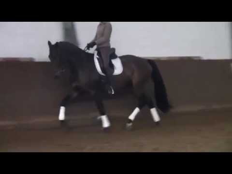 v. Belstaff- Reccio L, Wallach, *2011, ca 170 cm