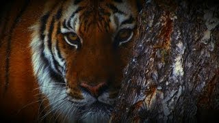 A Hunter's Fatal Mistake | Man-Eating Zombie Cats