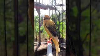 Download lagu Kenari gacor emosi #kenari #kenarigacor #canary #canarias #canario #birds #shorts #shorts mp3 Download lagu Kenari gacor emosi #kenari #kenarigacor #canary #canarias #canario #birds #shorts #shorts mp3